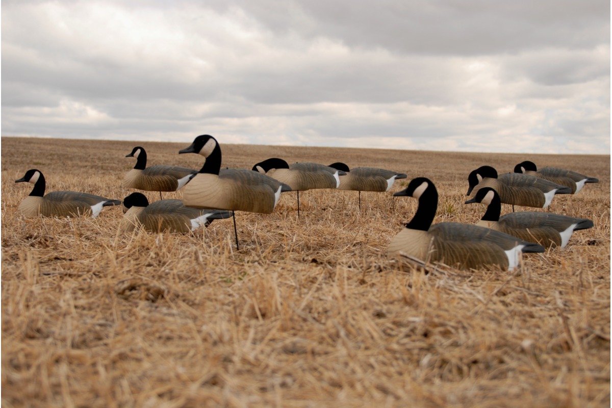 GHG Kanadagans Halbschalen Lockgänse teilbeflockt