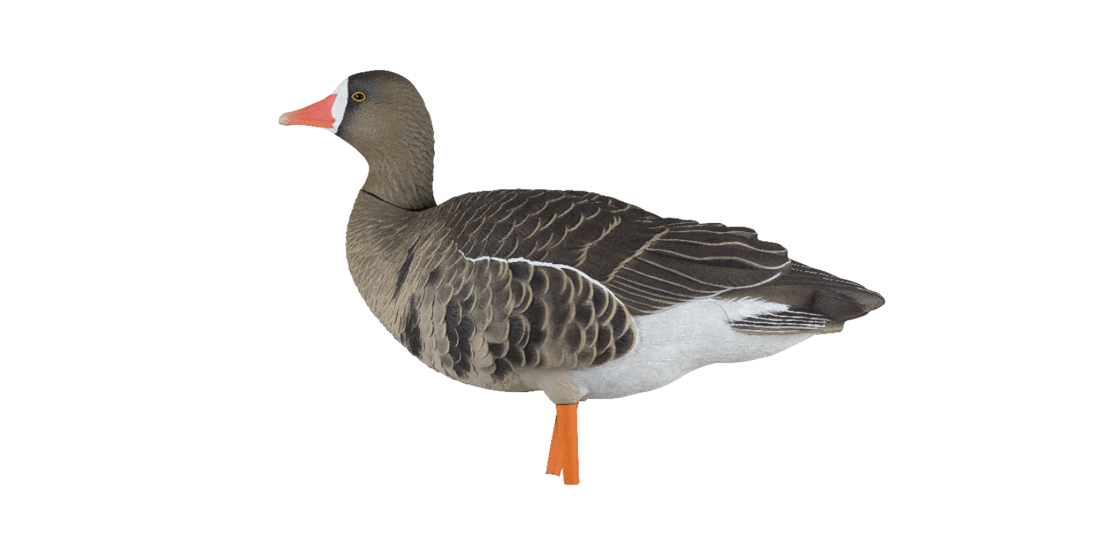 Avian-X Lockgänse AXF Fusion Blessgänse