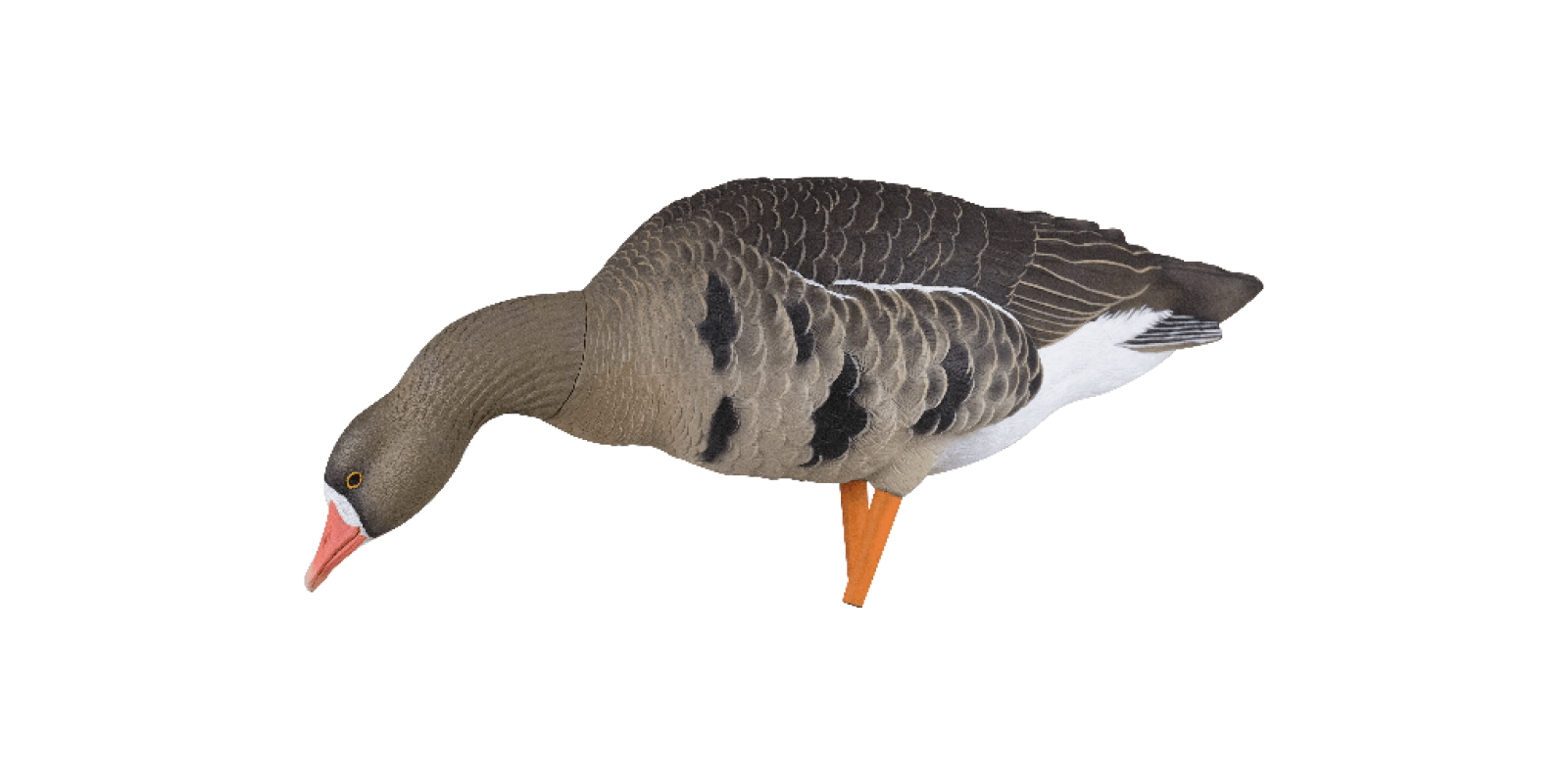 Avian-X Lockgänse AXF Fusion Blessgänse
