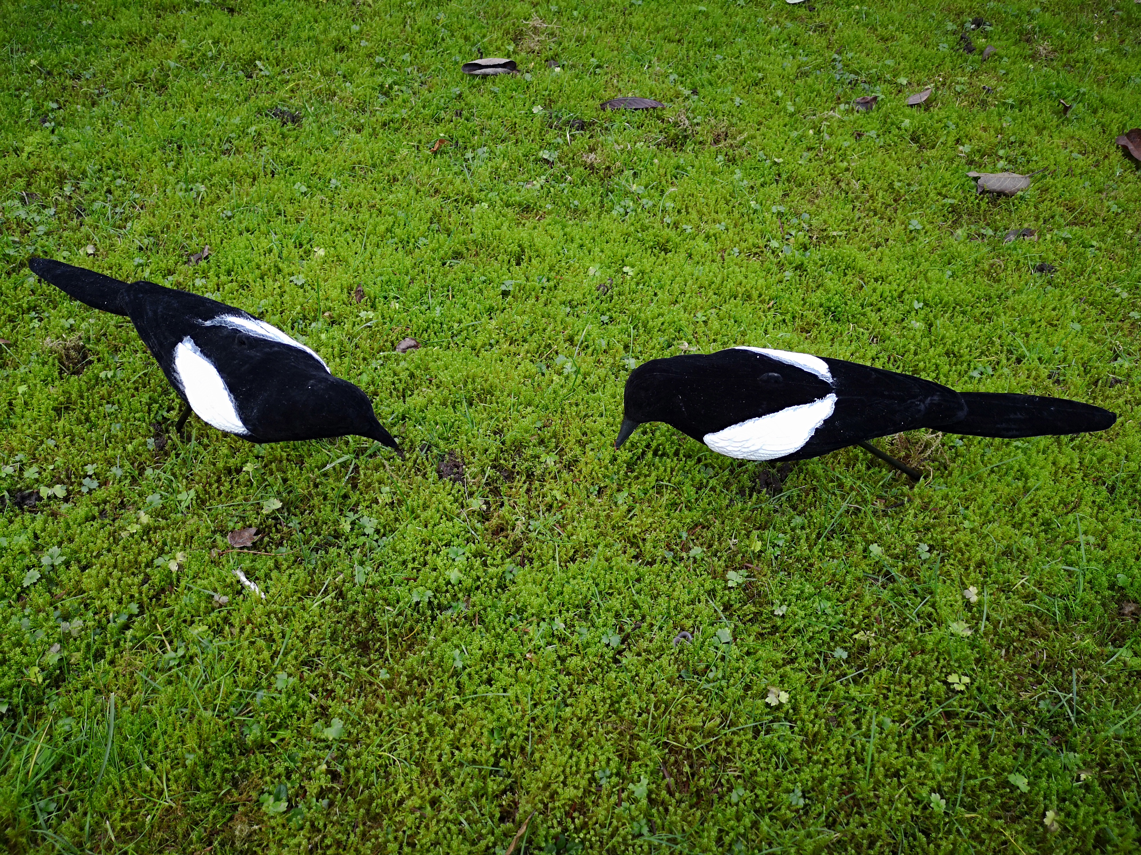 Lockelster Clever Hunting Vollkörper beflockt