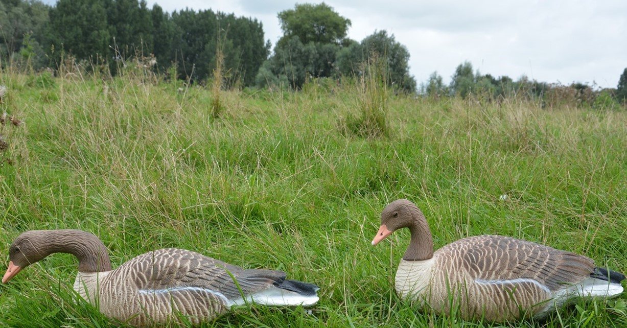 Prodecoys Graugans Lockgänse Vollkörper Floater