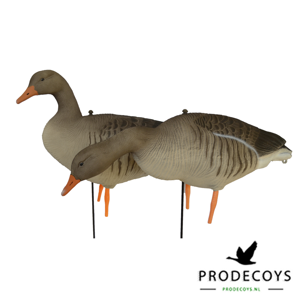 Prodecoys Lockgänse Set Greylag Vollkörper bemalt