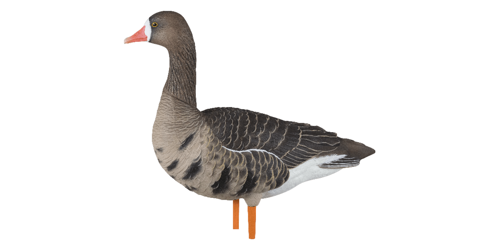 Avian-X Lockgänse AXF Fusion Blessgänse