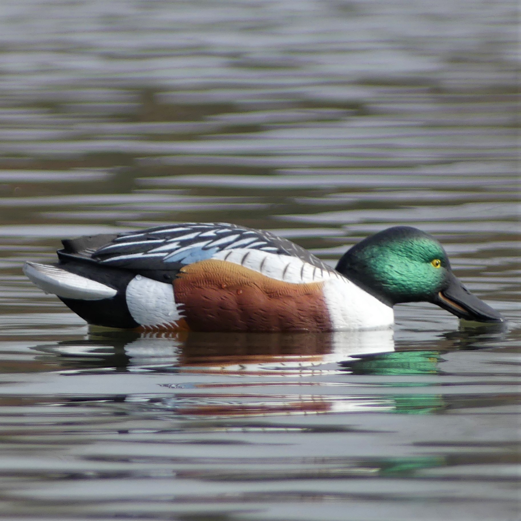 Final Approach Löffelenten Live Northern Shoveler