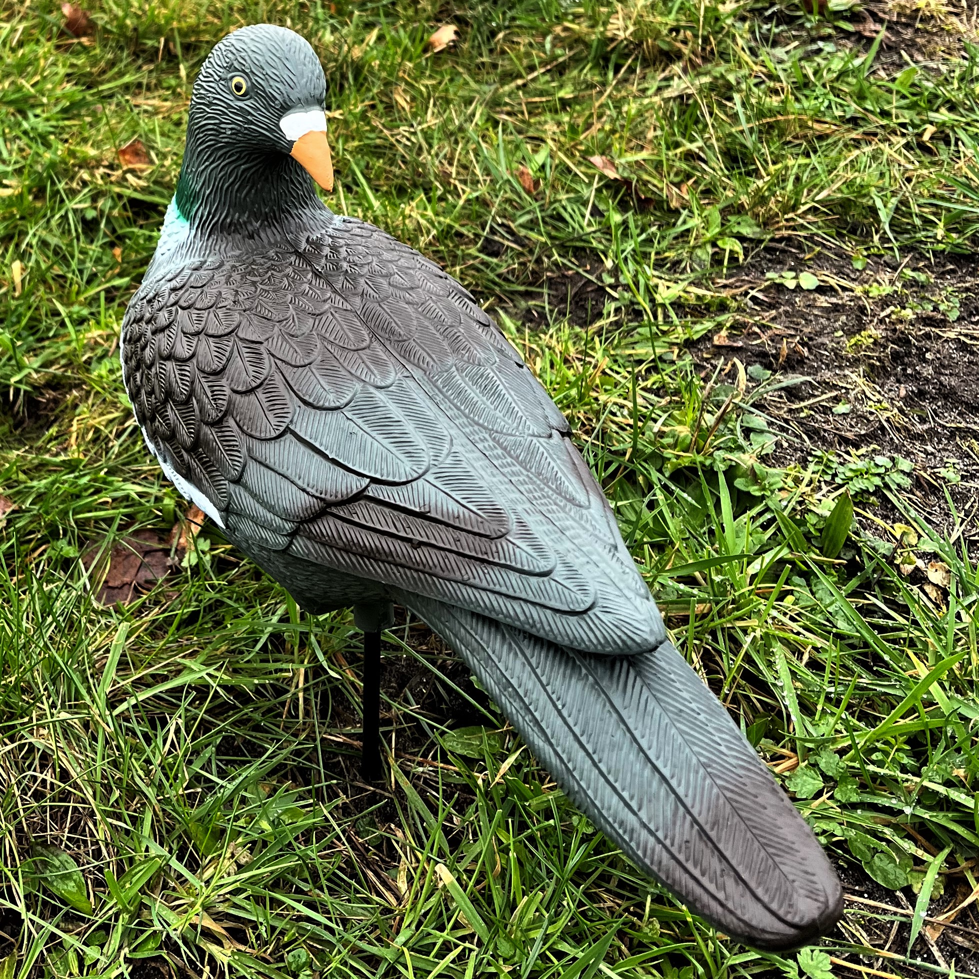 PA Locktaube äugender Vollkörper unbeflockt