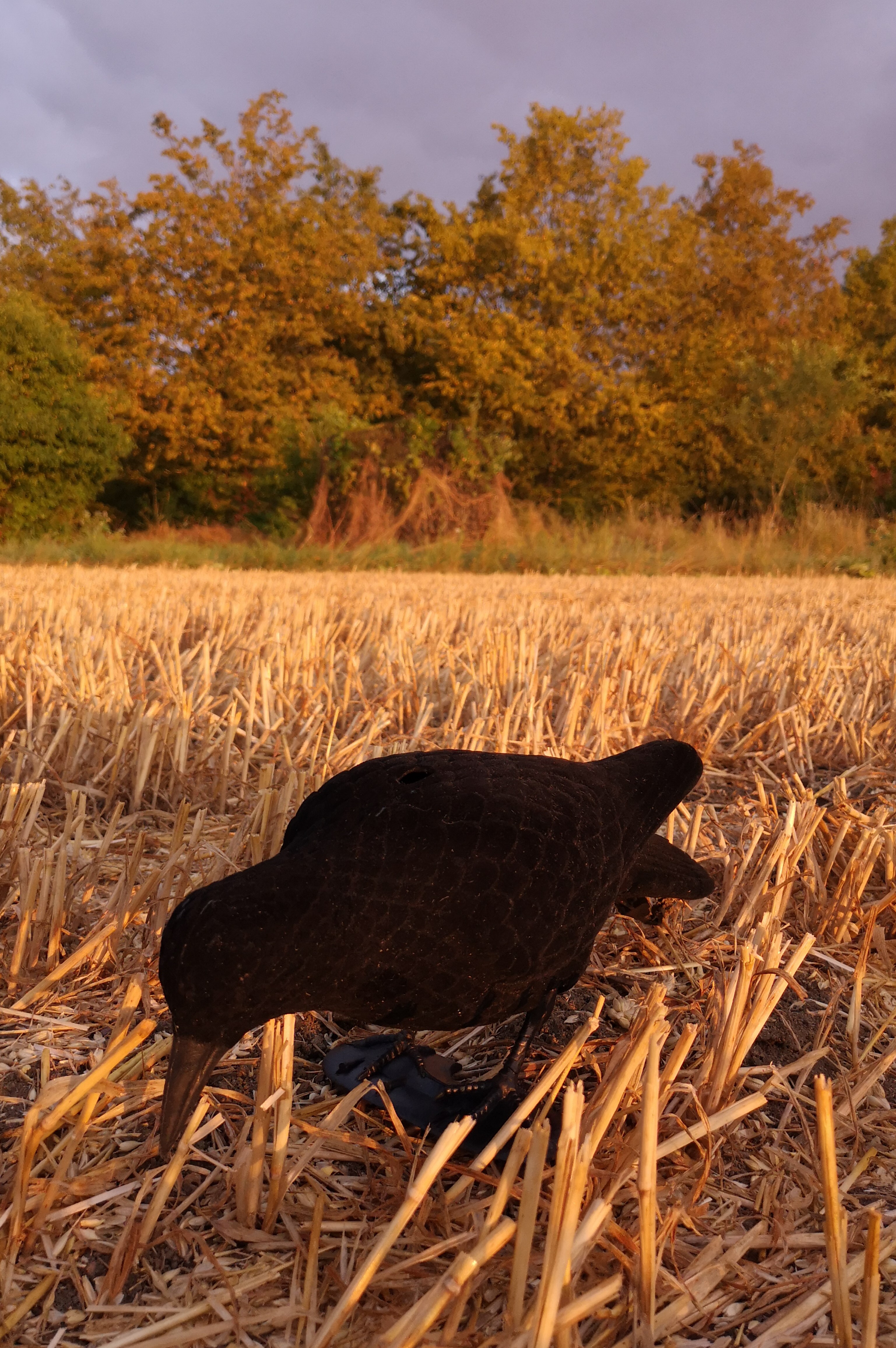 Die pickende Lockkrähe von Clever Hunting ist beflockter Profi Vollköper für die Krähenjagd mit Krähenlockbild. 