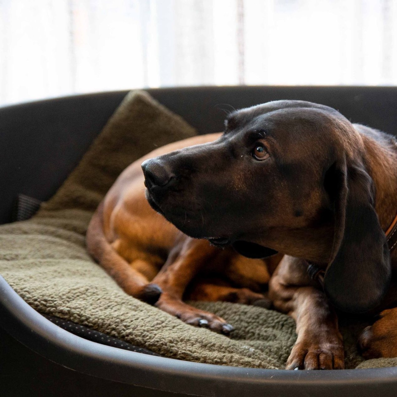 Eurohunt Hundedecke